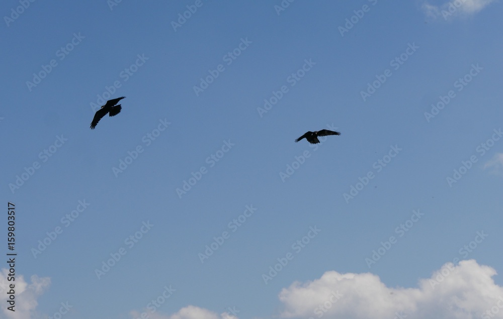 Obraz premium Bergdohle