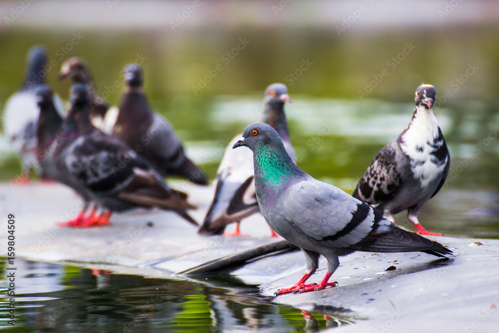 Fototapeta premium Pigeons
