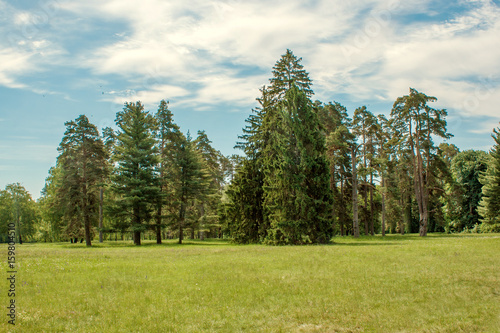 pine trees on a glade in the arboretum