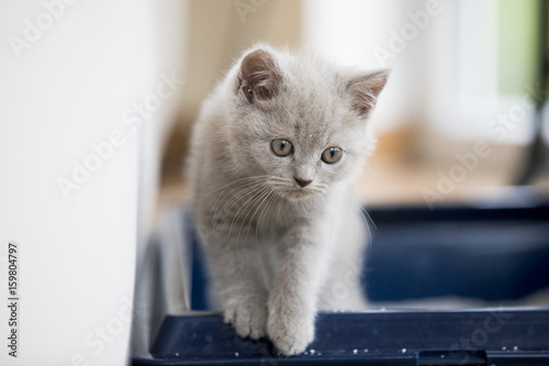 grey british shorthair kitten