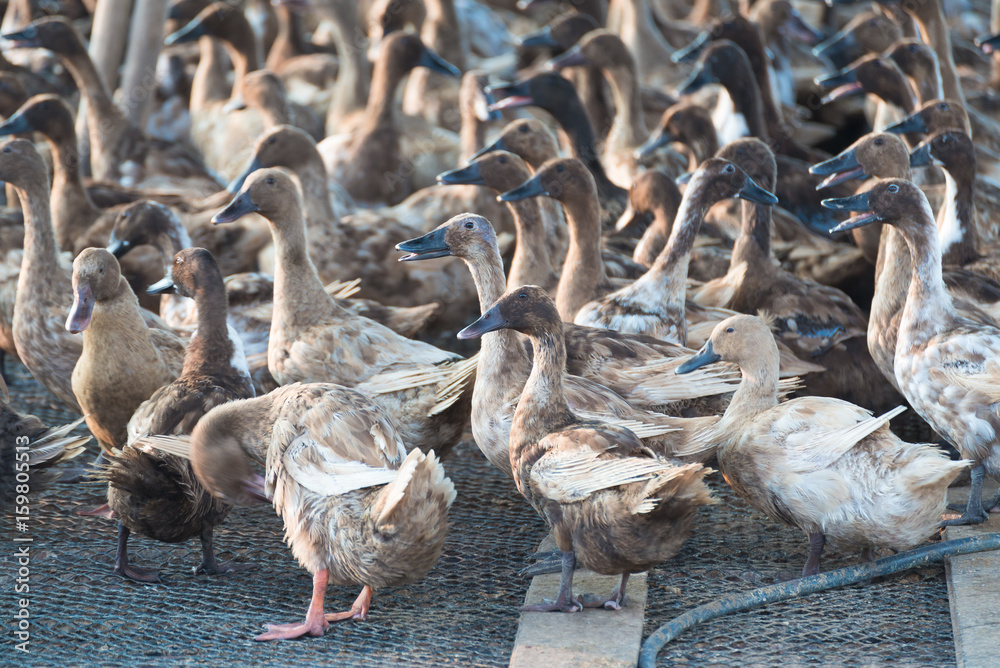 Obraz premium Ducks in farm, traditional farming in Thailand