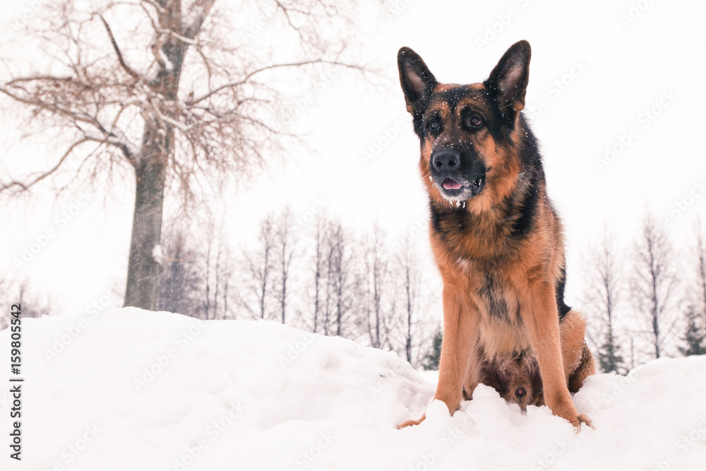 Dog german shepherd in a winter