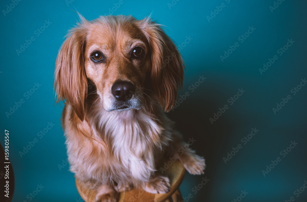 Golden retriever mix puppy on a teal backdrop