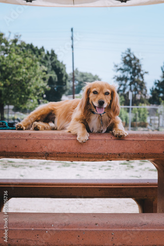 Golden Mix puppy at the park on a table