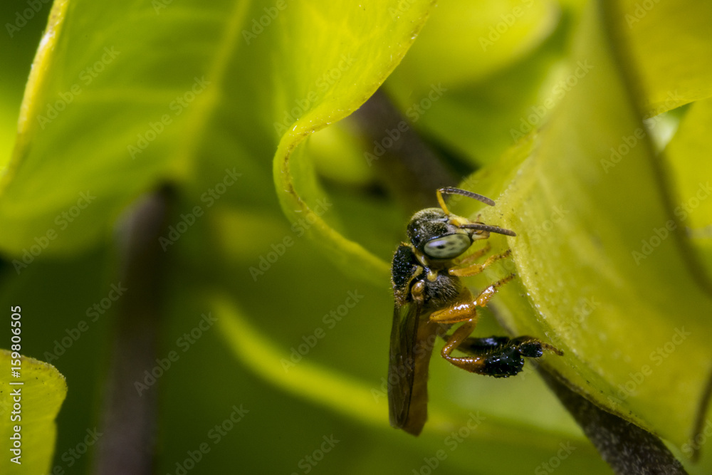 Fototapeta premium Wasp on some leaves in the wild