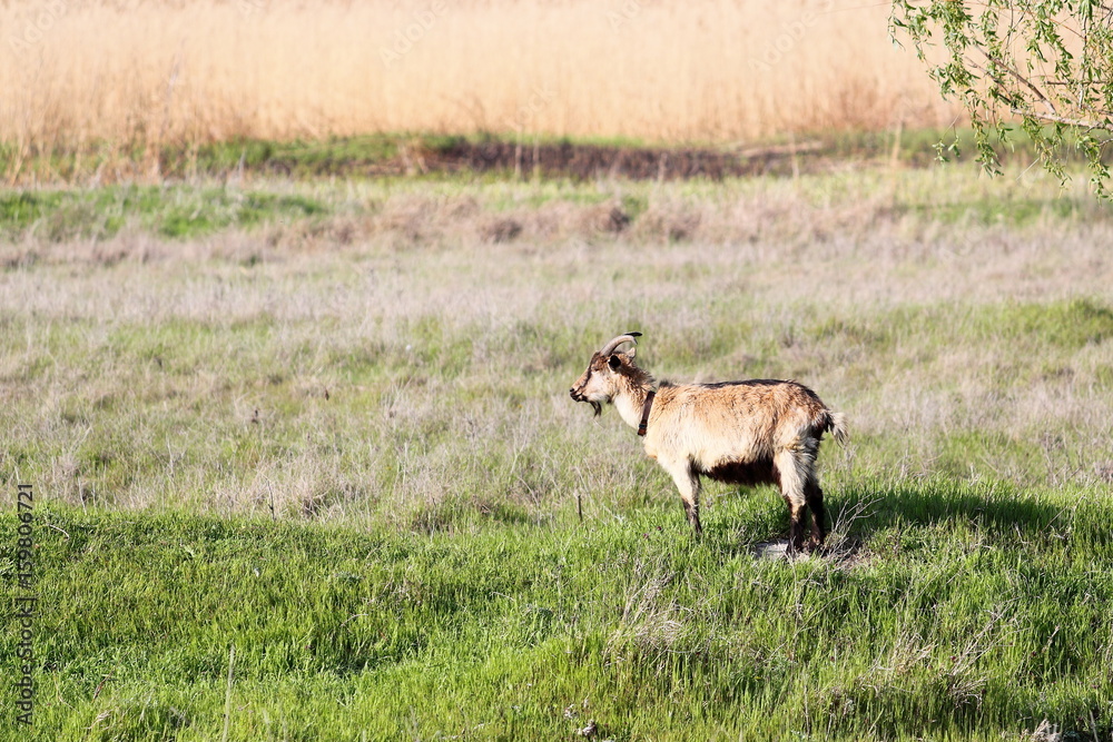 Fototapeta premium Goat grazing in meadow near dry reeds bulrush