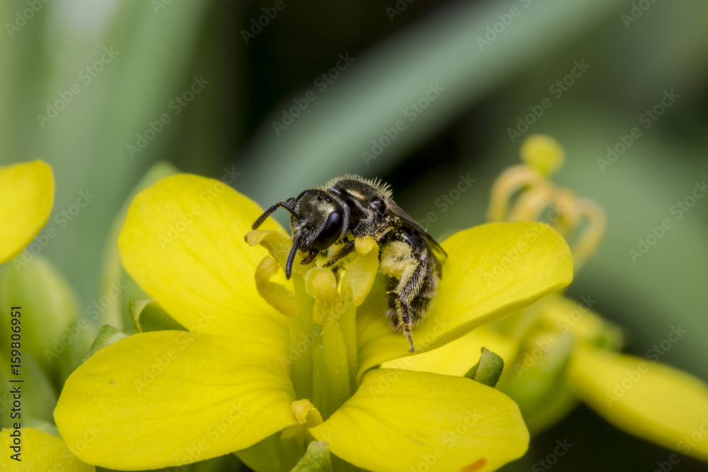 Tiny black wasp on a primrose flower Tiny black wasp on a primrose flower