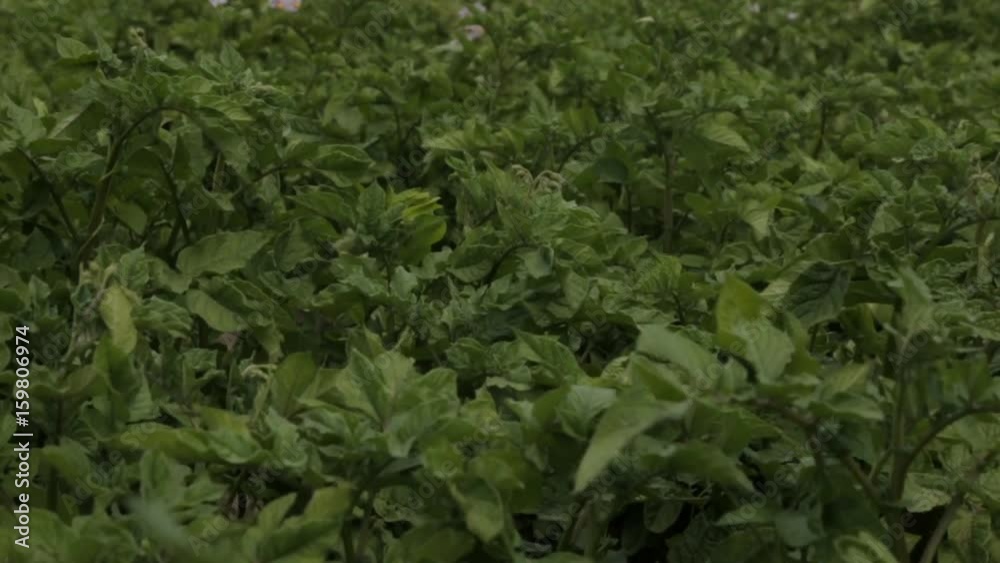 Green potato bushesu,full hd video Green potato bushesu,full hd video