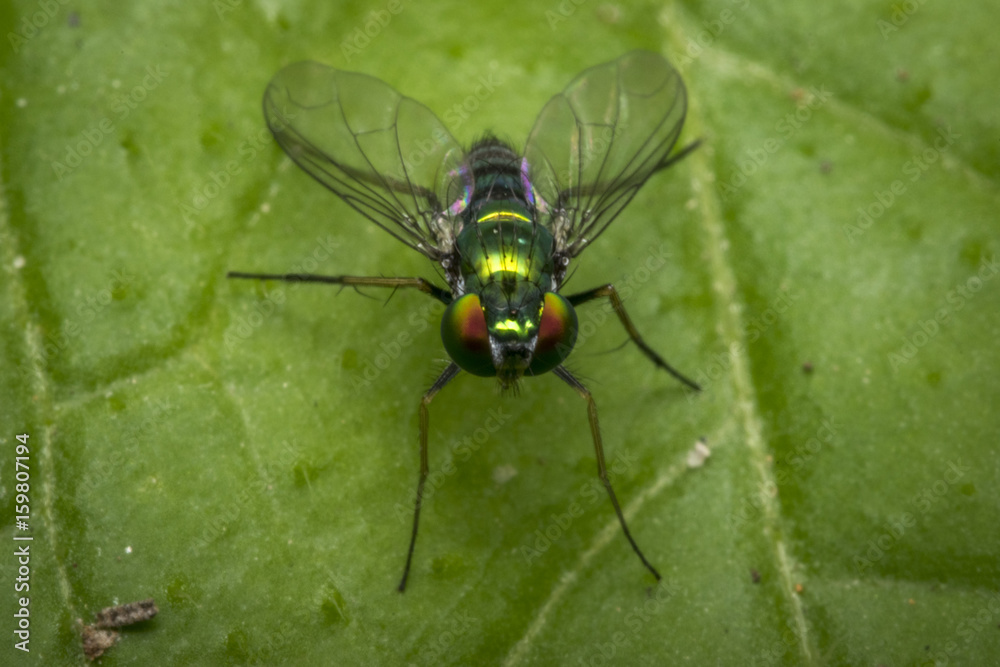 Tiny fly on a leaf Tiny fly on a leaf