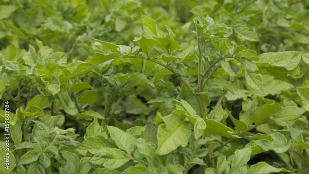 Potato pot swaying in the wind Potato pot swaying in the wind