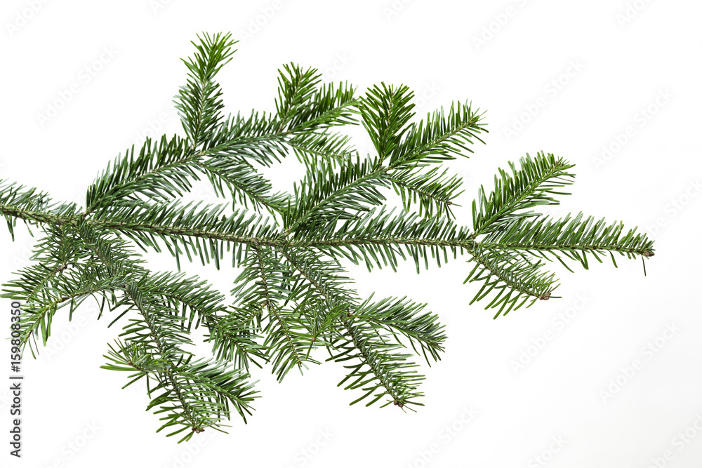Naklejka premium Tannenzweig auf weissem Hintergrund