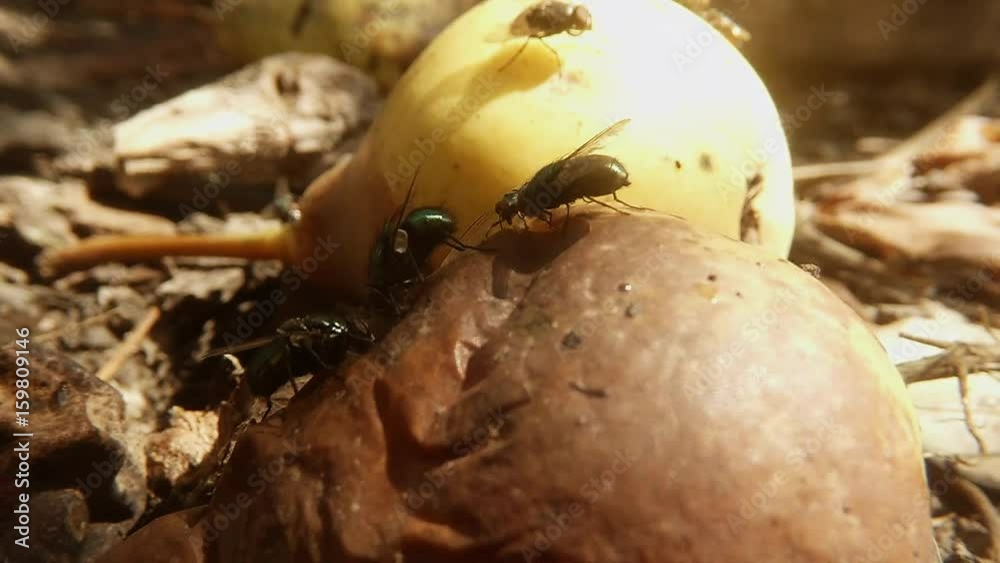 Three Big Green Flies Eat Old Pear Behind New Fruit and Many Little Flies Macro Three Big Green Flies Eat Old Pear Behind New Fruit and Many Little Flies Macro