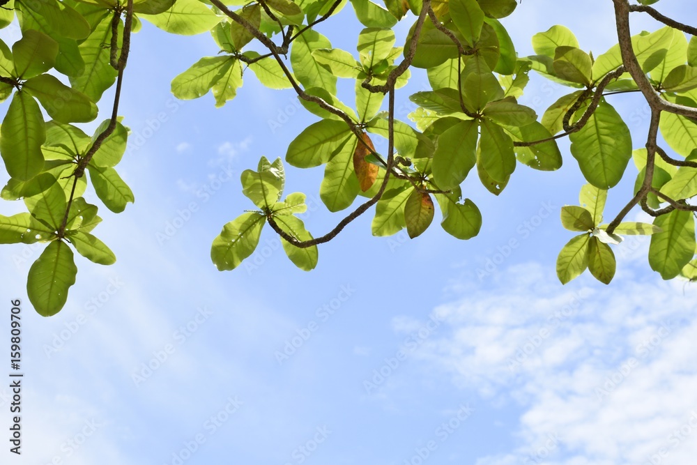 Indian almond Singapore Almond or Umbella Tree with blue sky in down view for background