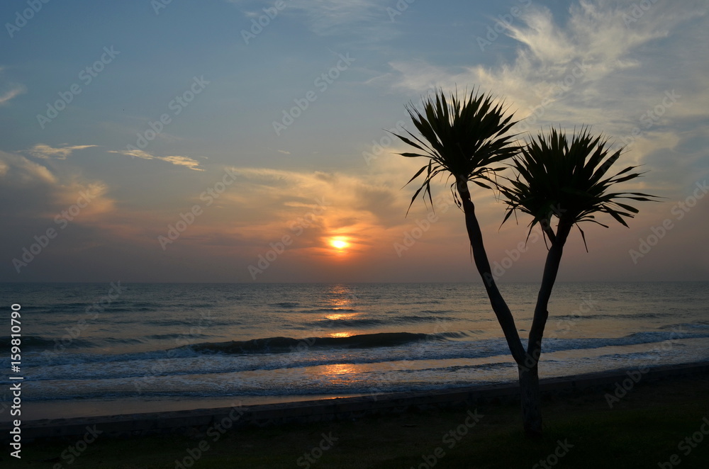 Silhouette of the tree on sea and sunrise background.
