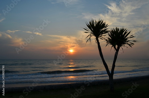 Silhouette of the tree on sea and sunrise background. 