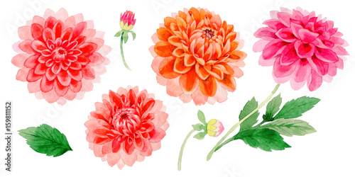 Photo Wildflower dahlia flower in a watercolor style isolated.