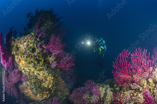 Underwater photographer in a gorgonian garden photo