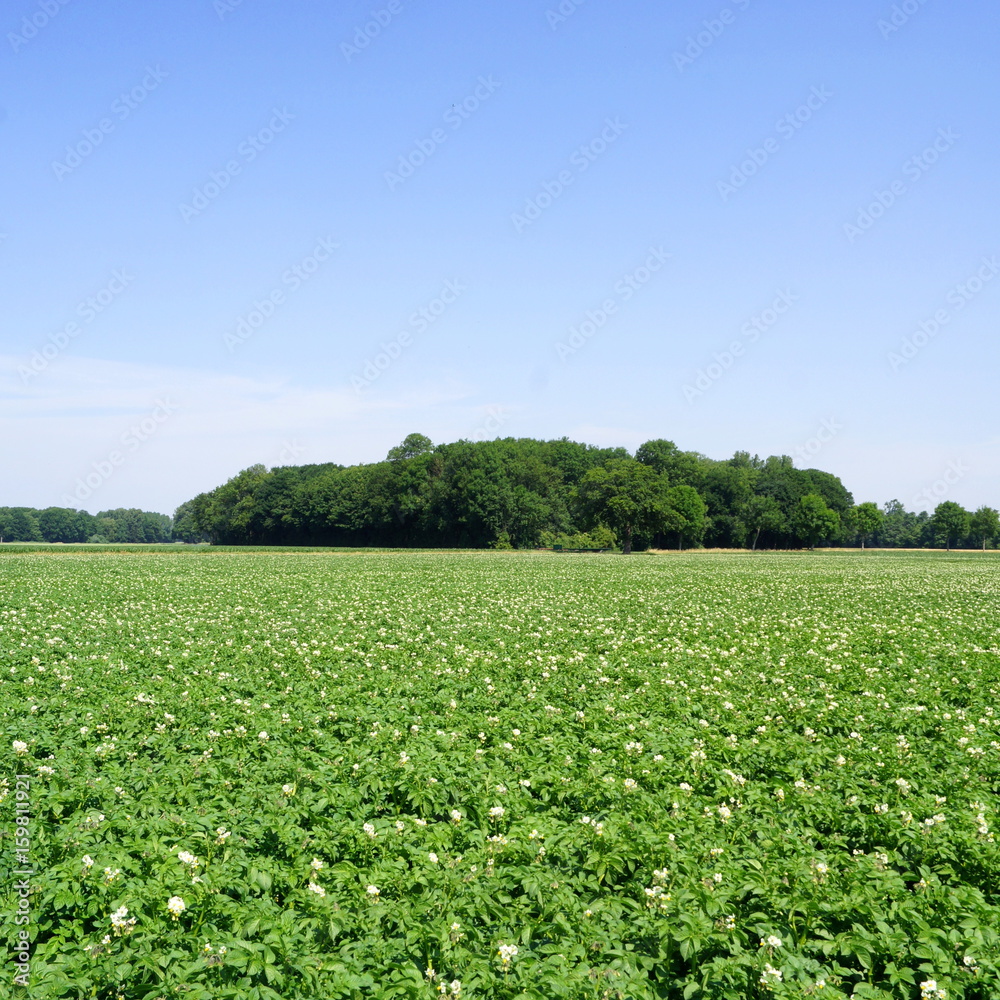 Naturlandschaft KERKENER BRUCH ( Niederrhein ) Naturlandschaft KERKENER BRUCH ( Niederrhein )
