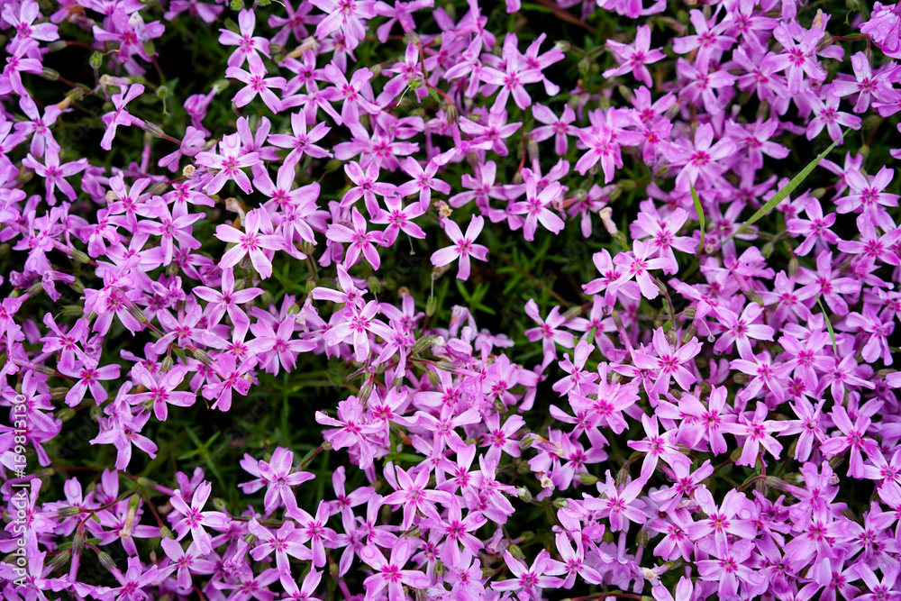 Obraz premium Pink moss/ nature/ background