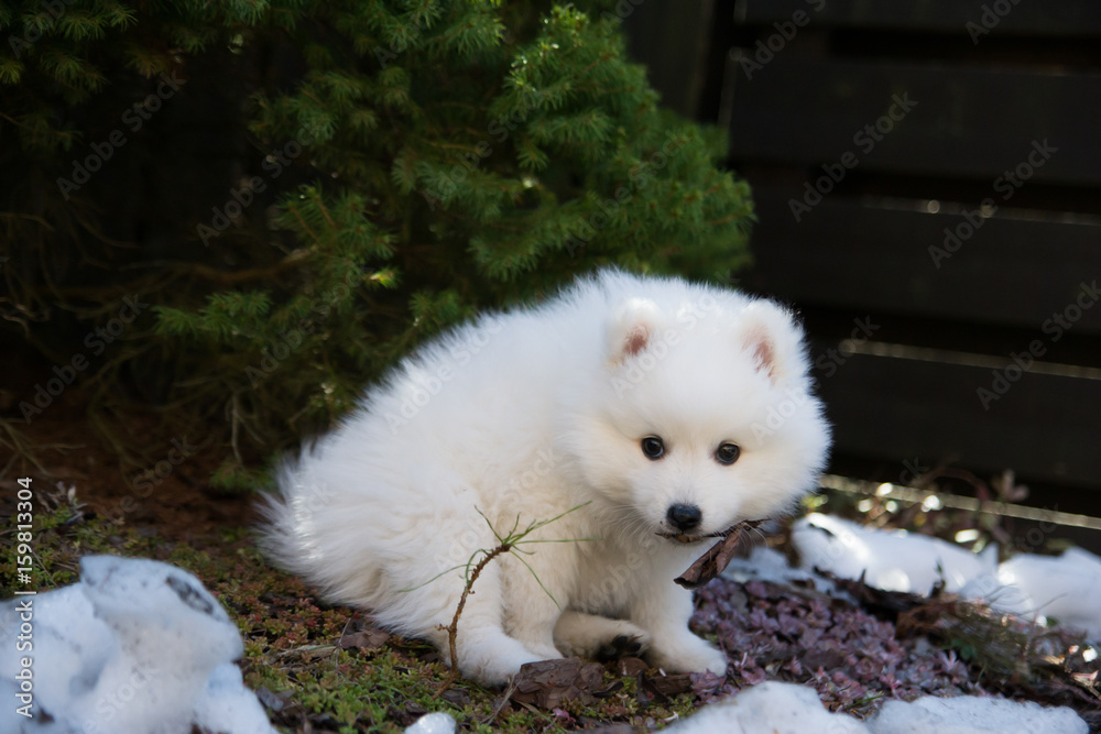 Fototapeta premium Puppy sitting