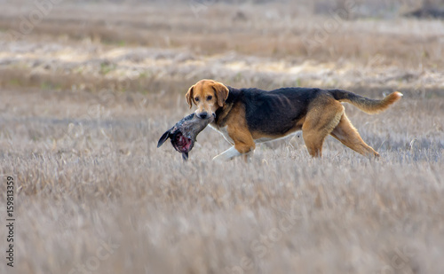 Wild Dog crosses a field holding a deer's head in its teeth