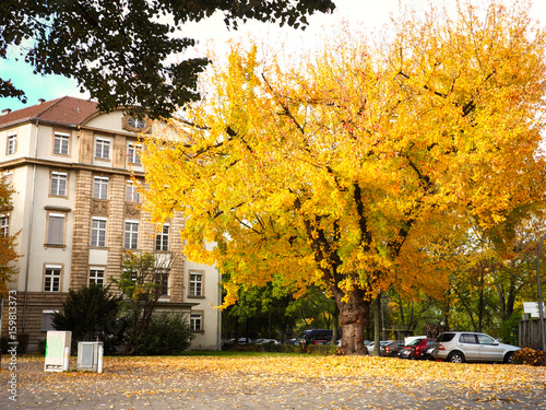 Colorful garden with maple tree and fall leaves cover the ground near car parking and street of city background in autumn season, Berlin, Germany