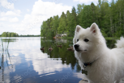 Puppy japanese spitz
