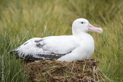 Wondering Albatross