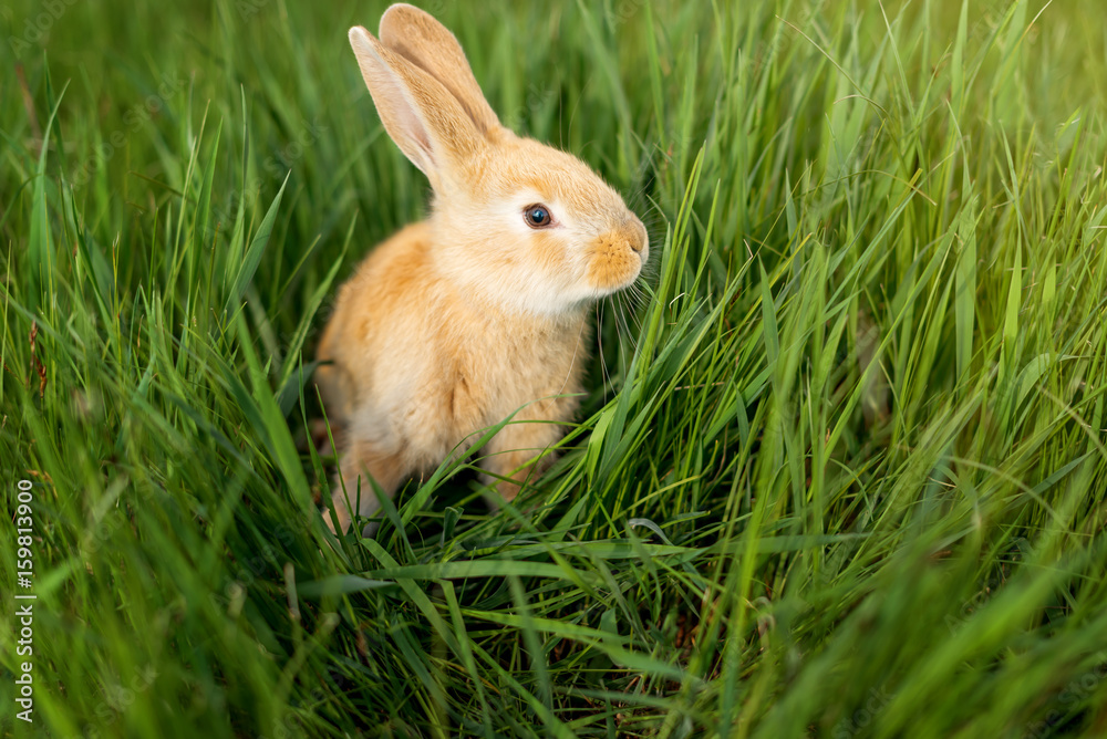 little rabbit and Easter eggs on green grass in Sunny day little rabbit and Easter eggs on green grass in Sunny day