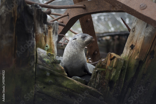 Canvas Print Seals & Shipwrecks