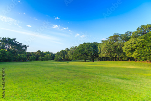 Fototapeta Naklejka Na Ścianę i Meble -  Green trees in beautiful park under the blue sky