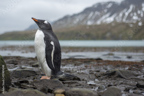 Penguin