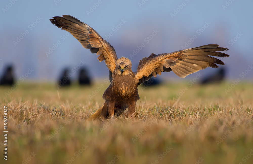 Fototapeta premium Western Marsh Harrier posing with spreaded wings in the morning