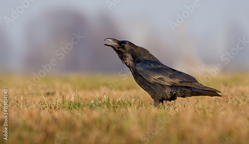 Common Raven cries very loudly in the early morning