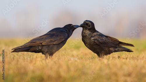 Pair of Common Ravens kiss and groom each other in the morning  © NickVorobey.com