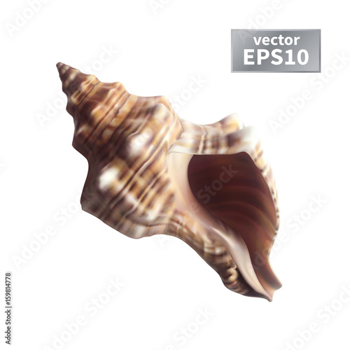 Realistic sea shell. Isolated on a white background. Vector illustration