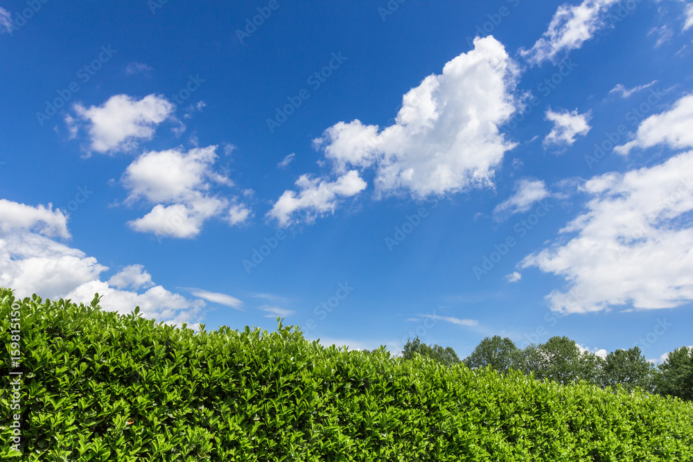 Hedge against the sky