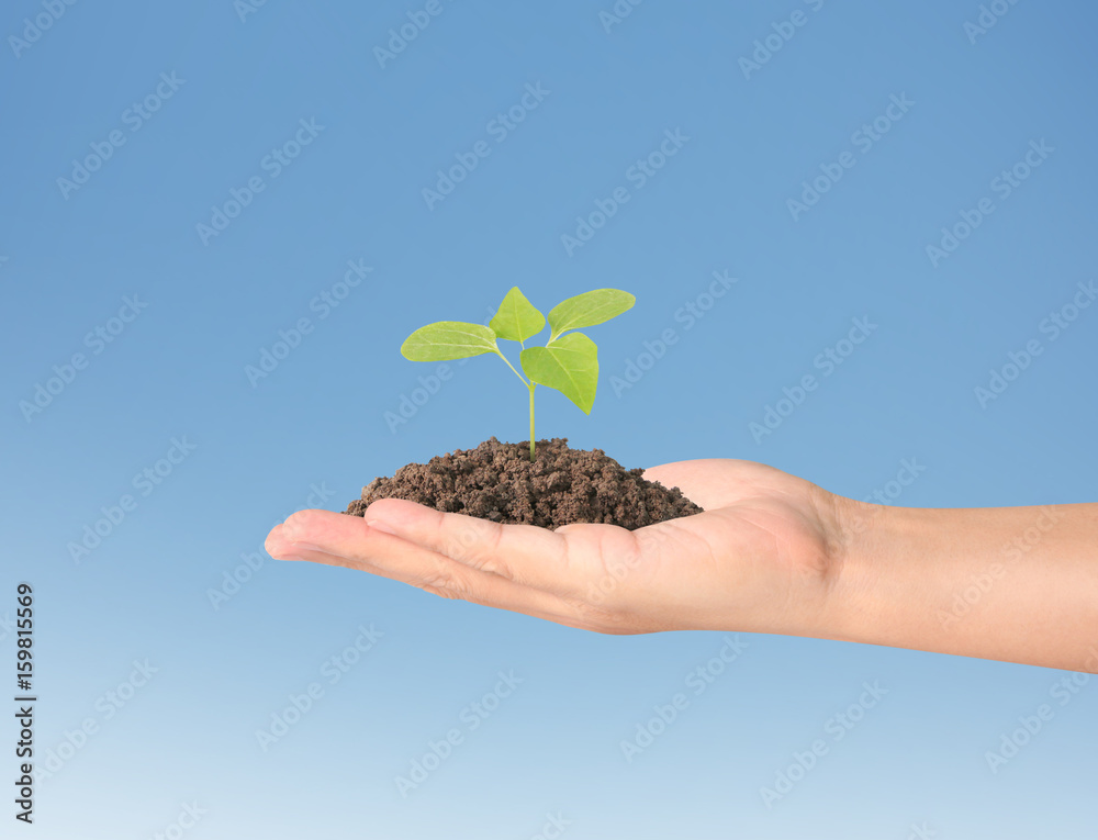Concept of growing from plant in hand Concept of growing from plant in hand
