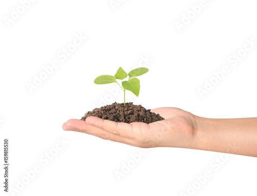 Concept of growing from plant in  hand