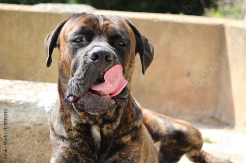 chien qui se mèche les babines : cane corso
