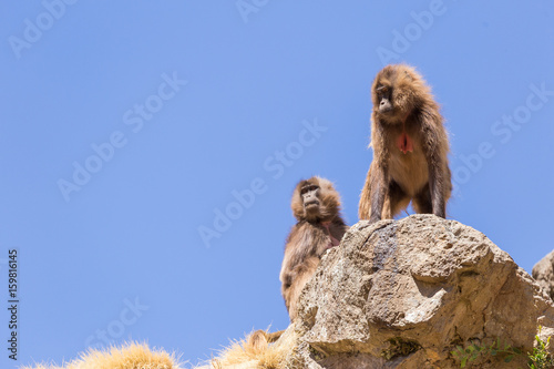 Looking Out Gelada Baboons in Simien Mountains
