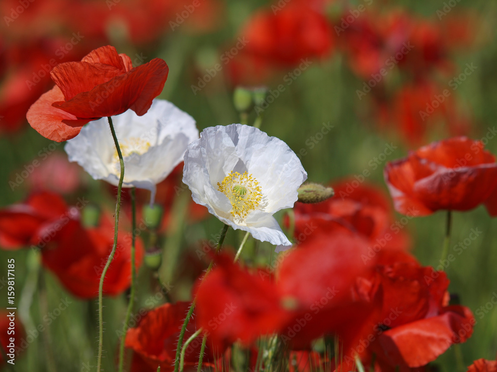 Obraz premium Two white poppy flowers between red poppies on a meadow.