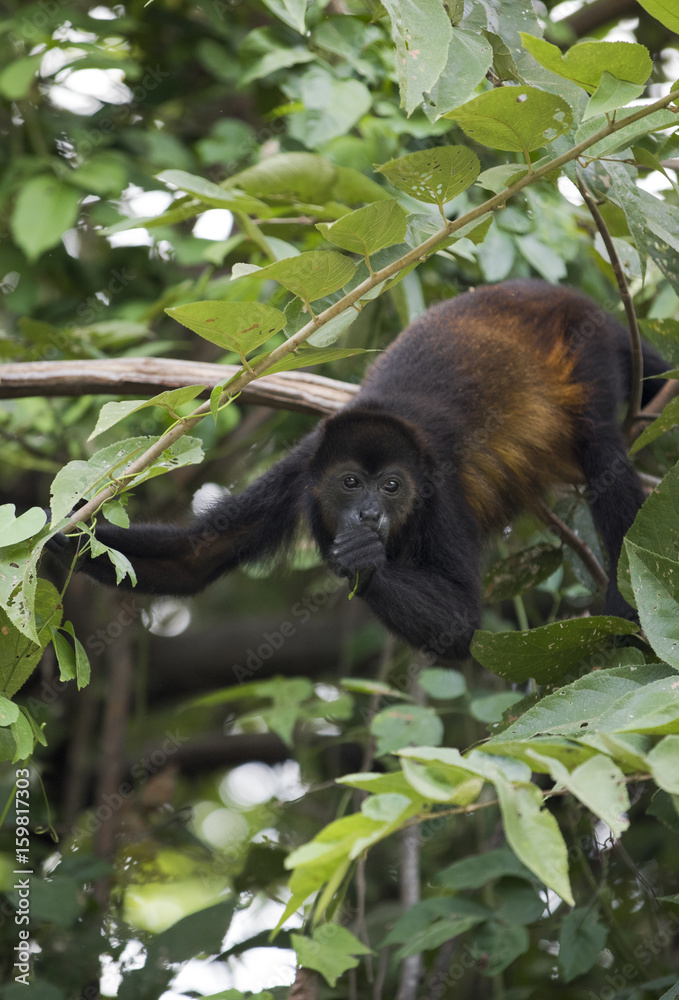 Fototapeta premium Howler Monkey - Costa Rican Wildlife