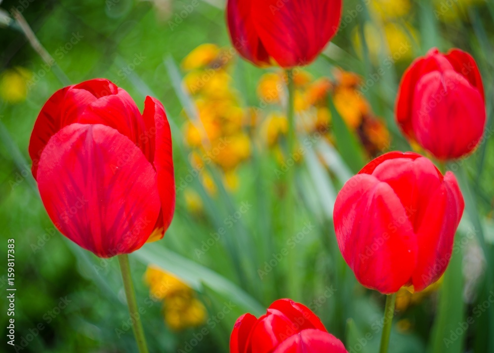 Obraz premium Red nice tulips