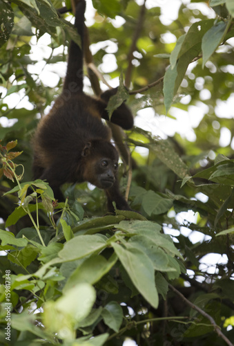 Fototapeta Naklejka Na Ścianę i Meble -  Howler Monkey - Costa Rican Wildlife
