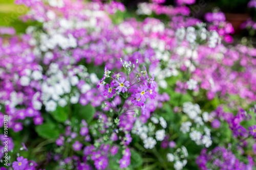 Purple wild flower field near mountain in Chiang Mai  Thailand.