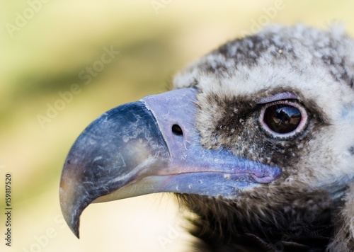 Vulture in a zoo