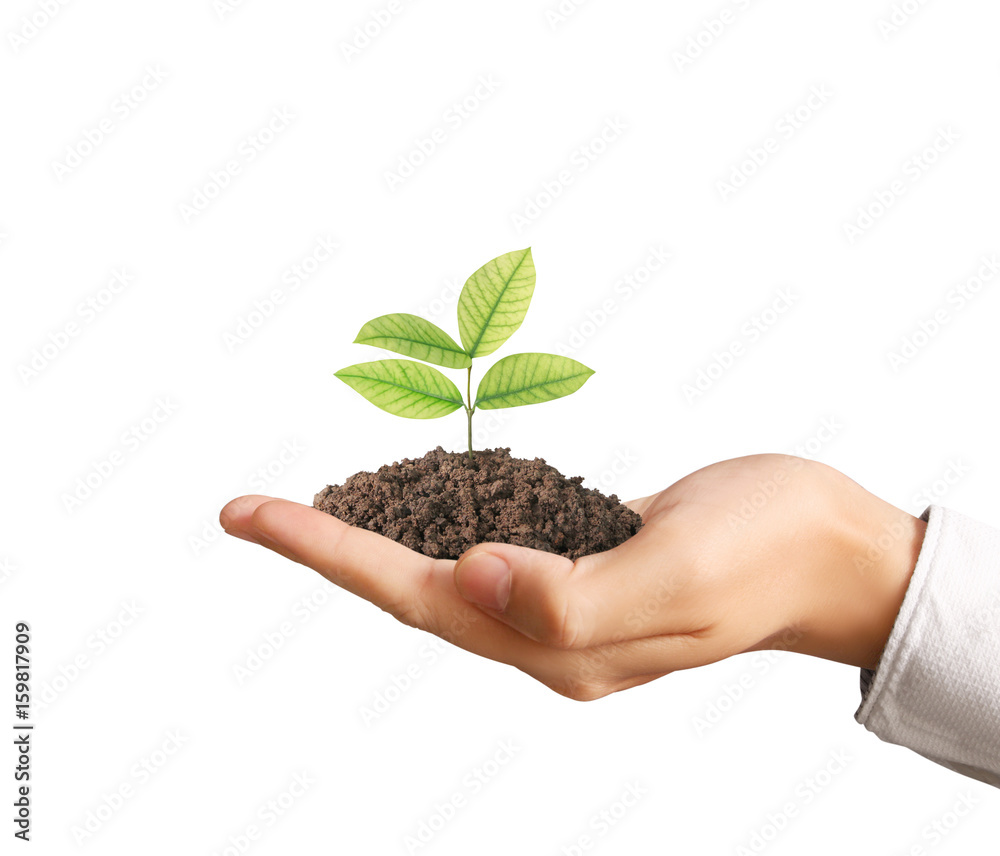 Concept of growing from plant in hand Concept of growing from plant in hand