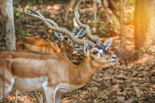 close up blackbuck antelope wild animal resting in nature