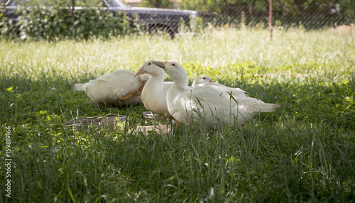 Drinking ducks